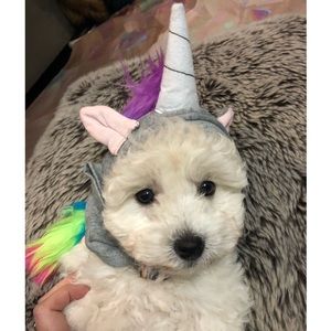 XXS Unicorn Small Dog/Puppy Costume